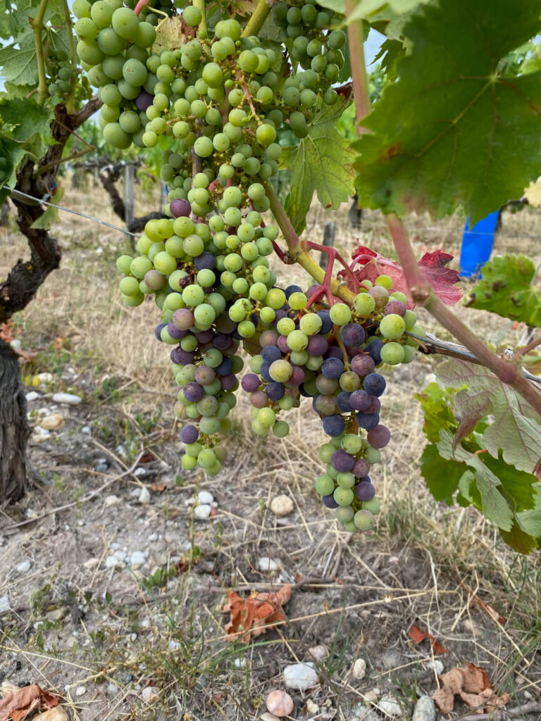 Veraison